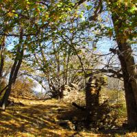 Au milieu des arbres…