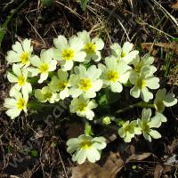 Primevères à grandes fleurs
