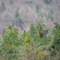 Cherchez bien… le héron !!!