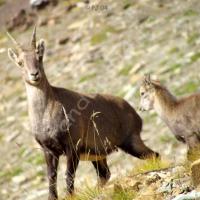 Étagne et son cabri