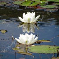 Nénuphar au lac de St Léger