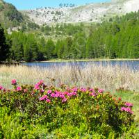 Rhododendrons au lac du Milieu