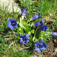 Gentianes acaules
