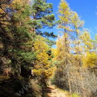 Sur la piste forestière…