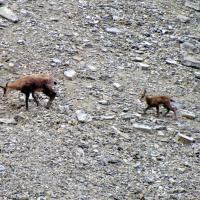 Mère et son petit (chèvre et chevreau)