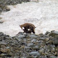 Mère allaitant son petit…