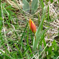 Tulipe australe