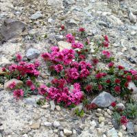 Camélées des Alpes ou Daphnés camélées