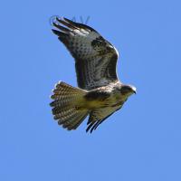 Buse variable