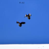 Deux gypaètes barbus immatures