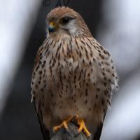 Faucon crécerelle immature