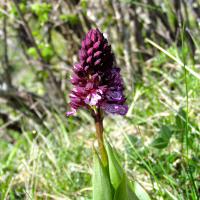 Orchis militaire