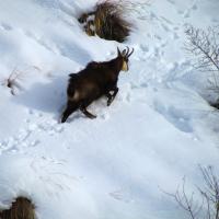 Chamois