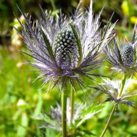Chardon bleu des Alpes