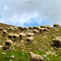 Troupeau de moutons…