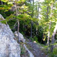 Descente dans la forêt…