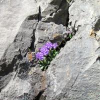 Primevères marginées