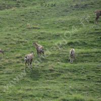 Chamois dans les alpages