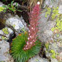 Saxifrage à nombreuses fleurs