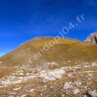 Tête de Plate Lombarde